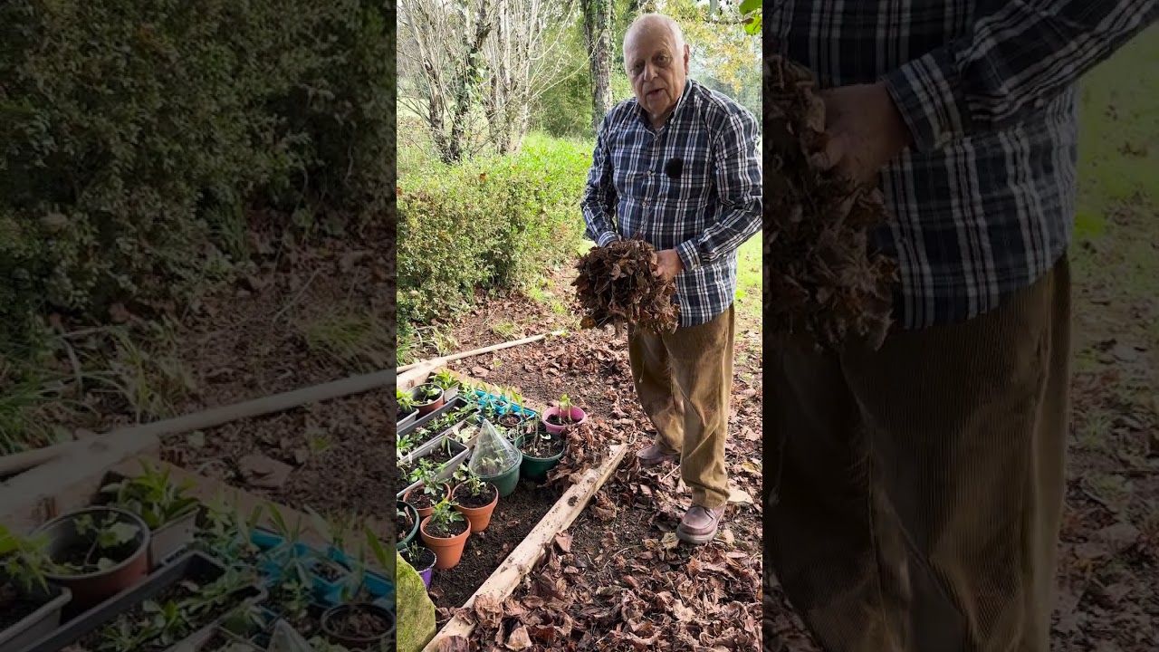 Comment hiverner ses boutures ? #conseil #astuce #bouture #naturelove #fleur #bouturage #bouturer