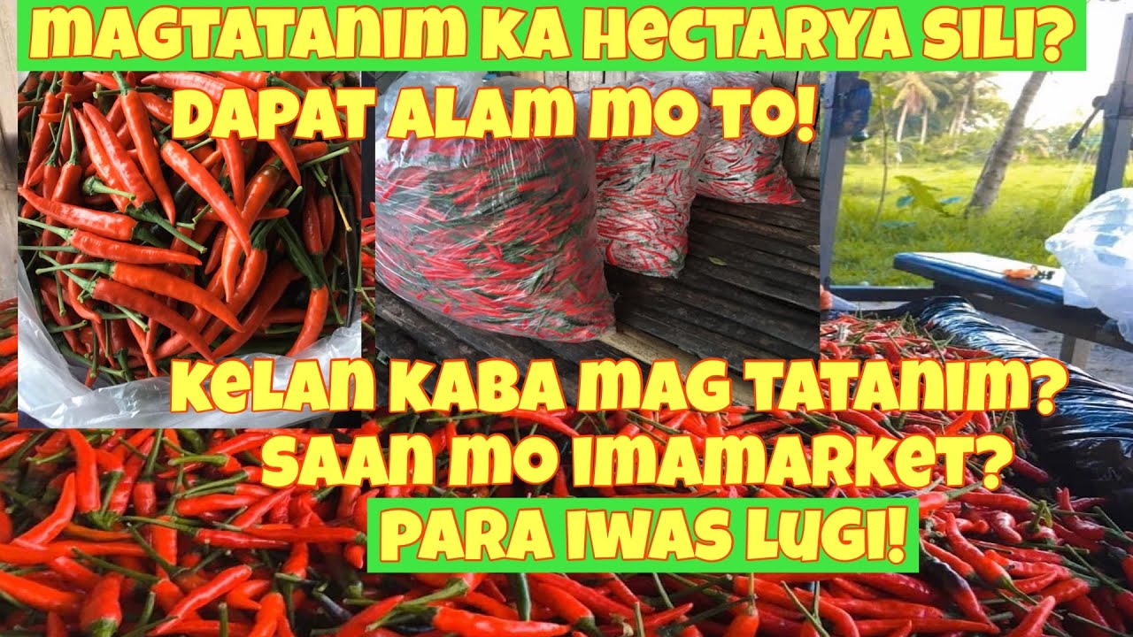 Kailan tamang timing pagtatanim ng sili? PAANO I MARKET ANG SILI?