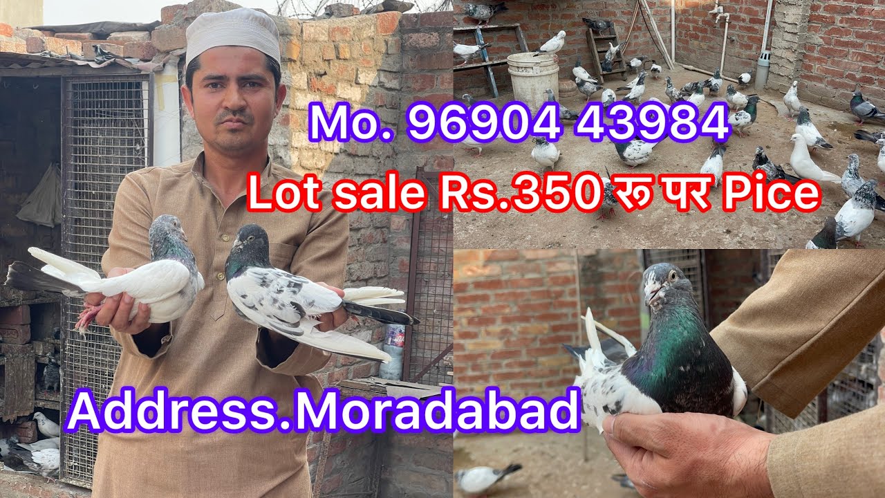पट्टे अच्छी नस्ल के सेल Lot sale Rs.350 रू Par pice Mo. 96904 43984