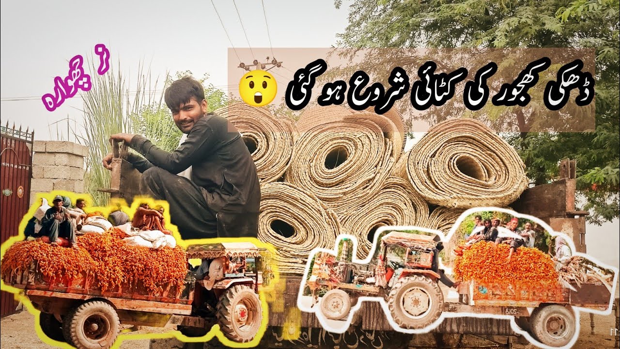 Dhakki khajoor ki katai shorw ho gai | ڈھکی کھجور کی کٹائی شروع ہو گئی | آغاز ہو گیا