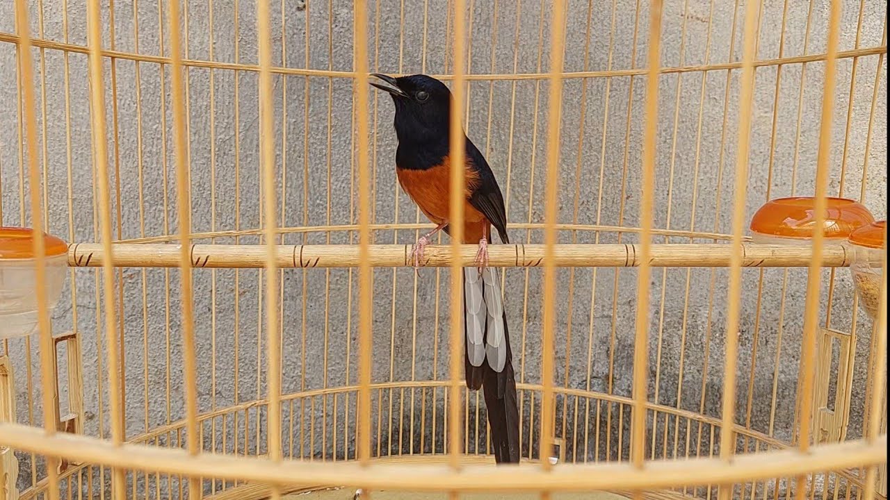 My Favorite Singing Bird- white-rumped shama #Birdsong 2024. Ch&ograve;e Lửa H&oacute;t.