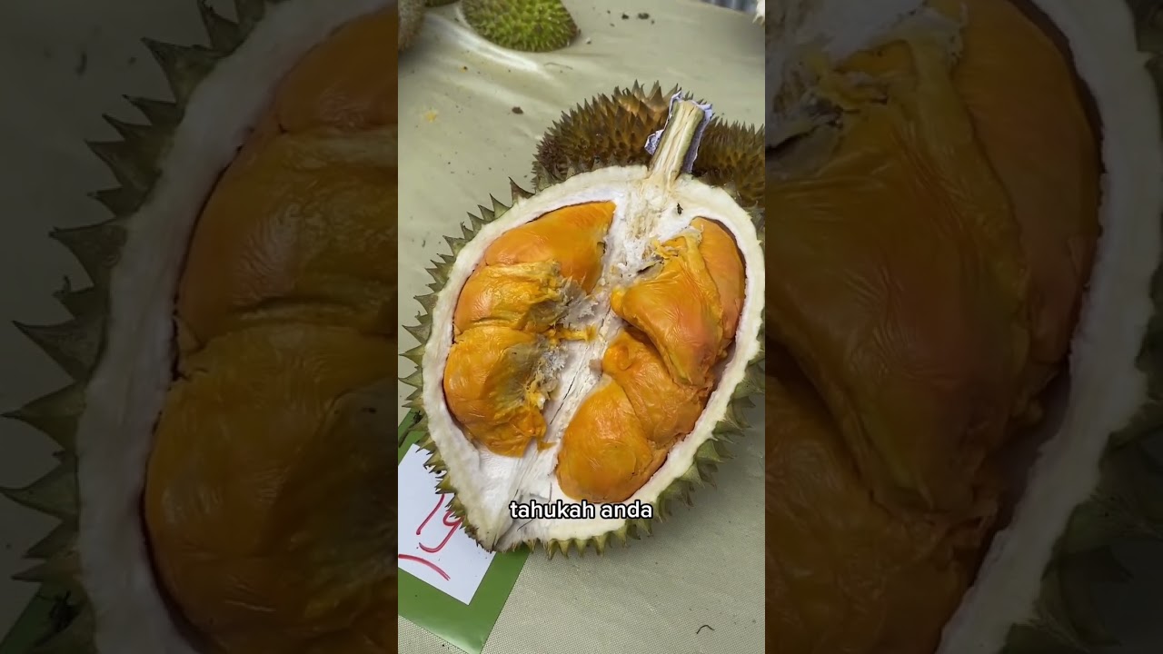 Дуриан-мутант на фестивале дуриана в Полопо 