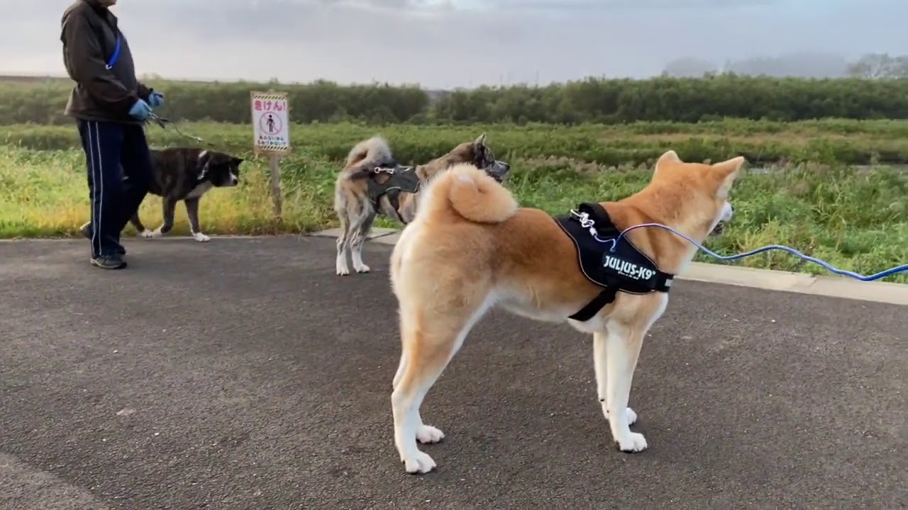 散歩中にいきなり始まるワンプロ