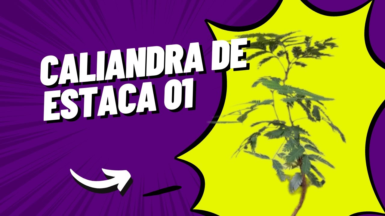 Caliandra de estaca 01 #bonsai