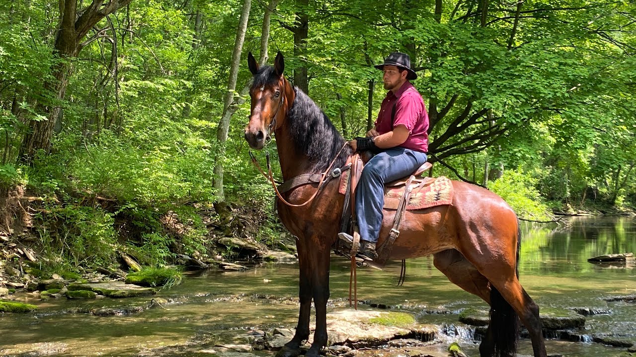 ROCKY RIDGE CANDACE RIDING DRIVING  FRIESIAN BLOOD HORSE MARE 606-375-8093