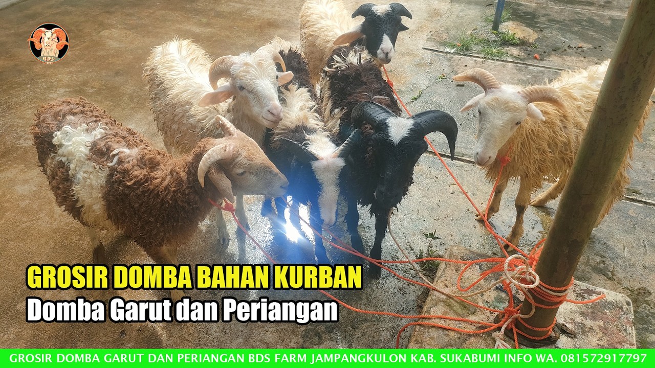 Update Harga dan Stok Domba Garut Bahan Kurban Terbaru 17 Feb 2026 di Kandang BDS Farm Sukabumi