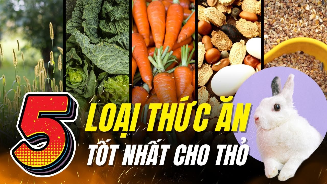 Top 5 Loại Thức Ăn Tốt Nhất Cho Thỏ &ndash; B&iacute; Quyết Chăm S&oacute;c Thỏ Khỏe Mạnh | Dr.Vet