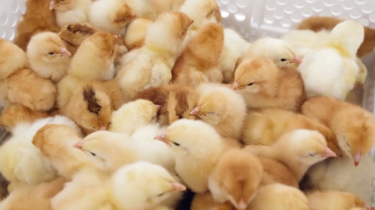 Die ab ovo Brüterei - ein musikalischer Rundgang