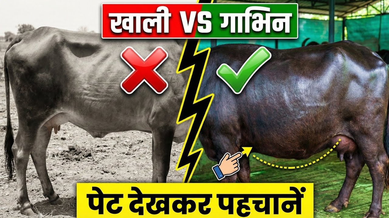 गाय-भैंस गाभिन है या नहीं? घर पर करें पक्की जांच | Cow/Buffalo Pregnancy Test at Home 