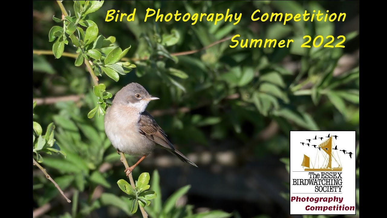 EBwS Summer '22 Bird Photography Competition