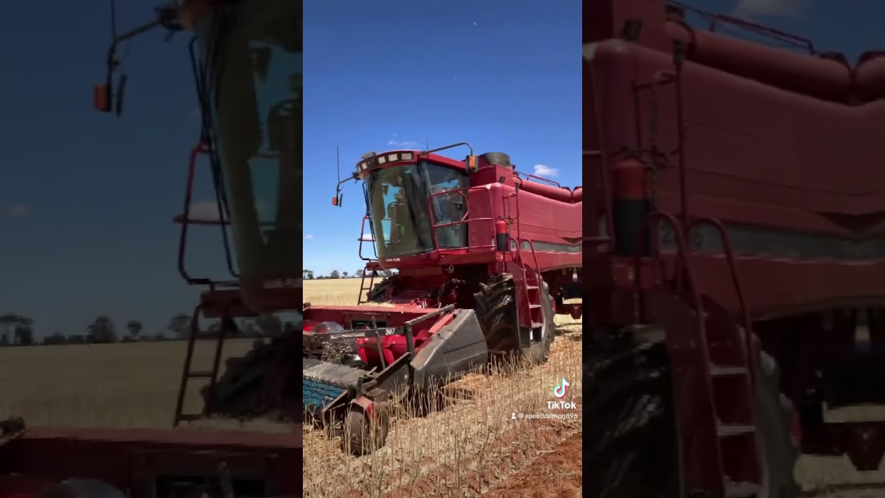 Case ih 2366 canola harvest#caseih #axil flow#header#