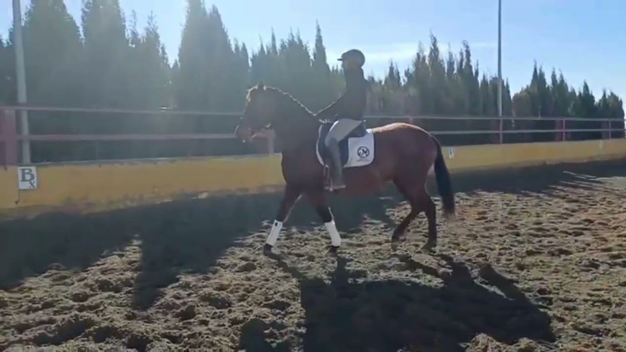 LEONA_3 + images & info :  https://iberhorse.com/producto/leona/