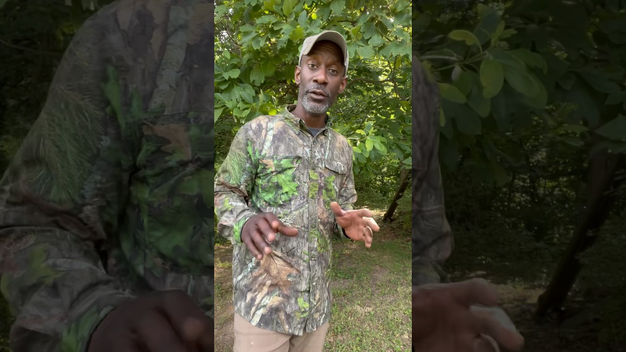 Psychedelic Sassafras Tree #carcinogen #freemedicines #trees #nature