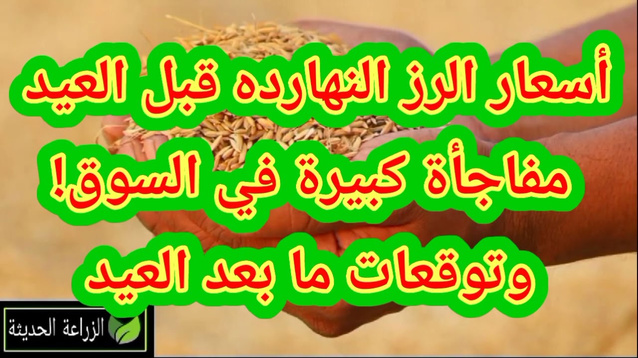 🚨 أسعار الرز النهارده قبل العيد… مفاجأة كبيرة في السوق! توقعات ما بعد العيد