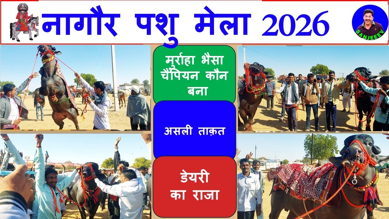 भयंकर विशालकाय काले भैंसों का मुकाबला कौन जीता। नागौर पशु मेला 2026 रामदेव पशु मेला  