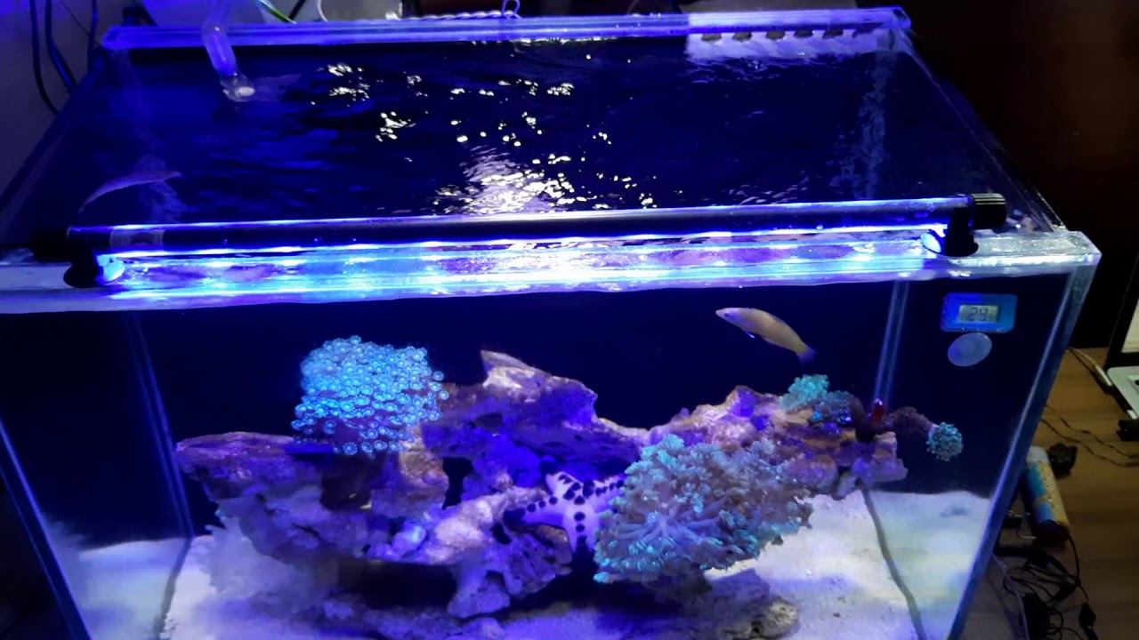 BIAYA BIKIN AQUARIUM AIR LAUT MURAH |aquarium laut filter belakang