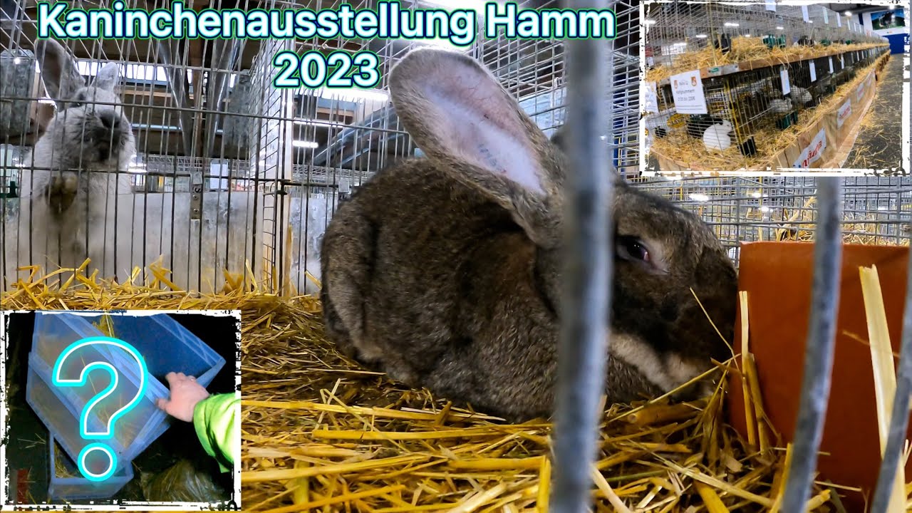 Meine neuen Kaninchen von der Kaninchenausstellung Hamm