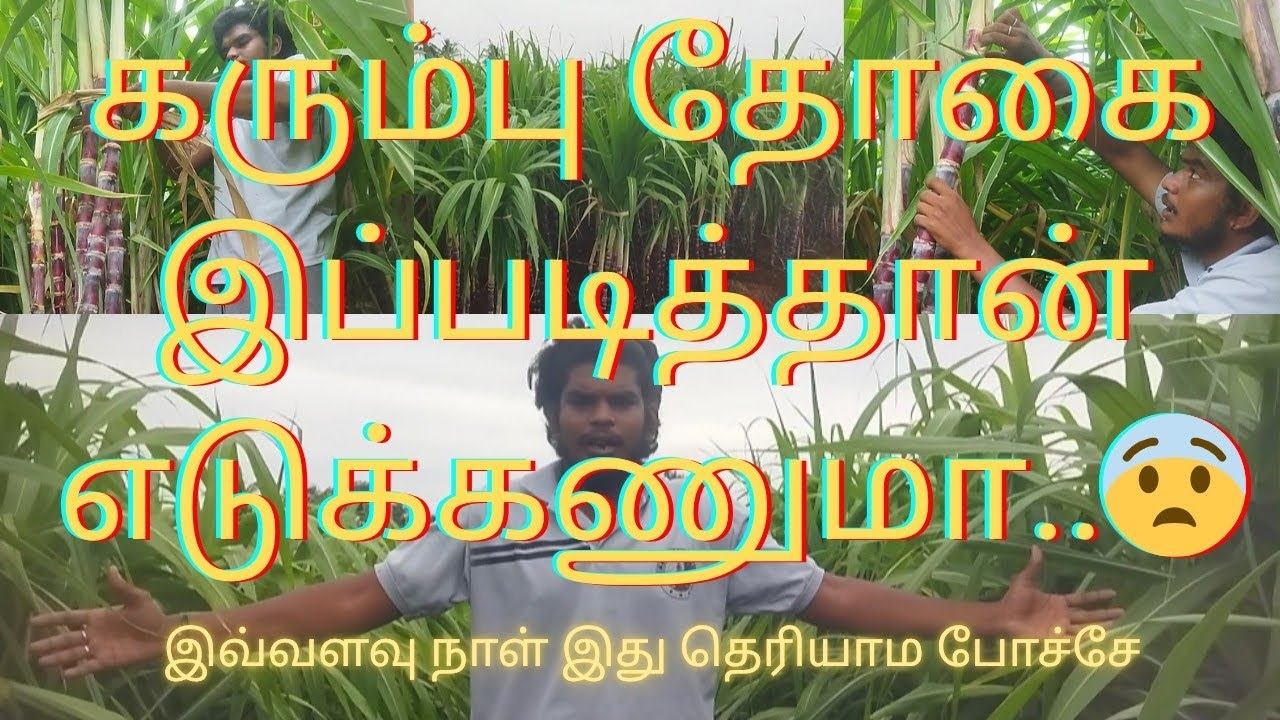 கரும்பு தோகை இப்படித்தான் எடுக்கணுமா|இவ்வளவு நாள் இது தெரியாம போச்சே|..😨? #agriculture #vivasayam 