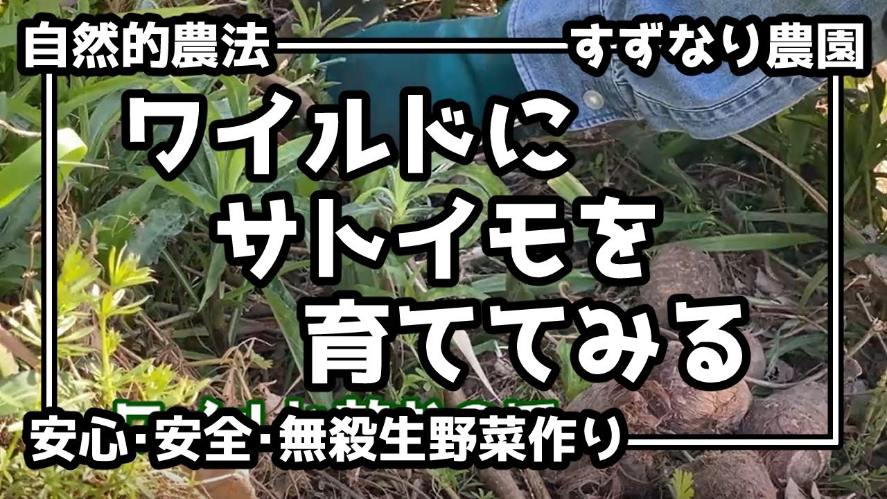わりと自然っぽい農法　vol.15　ワイルド里芋を作ろう
