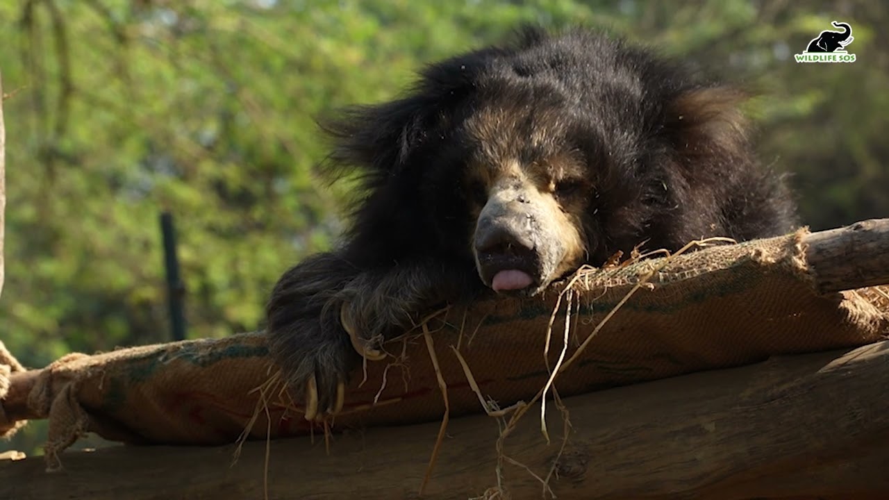 Winter management for our rescued Elephants and Bears.