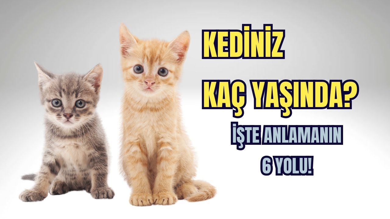 Kedinizin Yaşını Nasıl Anlarsınız? |  İşte Bilmeniz Gereken İpuçları!