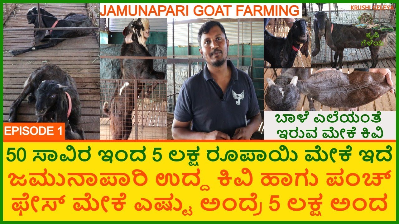 ಜಮುನಾಪಾರಿ ಉದ್ದ ಕಿವಿ ಮೇಕೆ ಸಾಕಾಣಿಕೆ | Jamunapari Long Ear Punch Face Goats | Goat Farming 5 Lakhs Goat