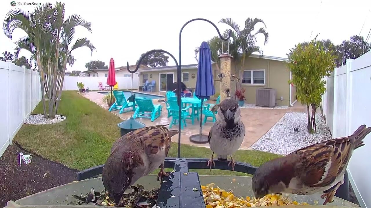 House Sparrows enjoying an early Valentine's dinner.