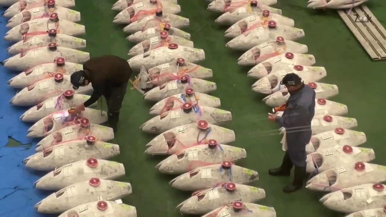 I WOKE UP AT 4AM FOR THIS?! TOYOSU MARKET: Guide to Tokyo's Tuna Auction & Seafood Paradise