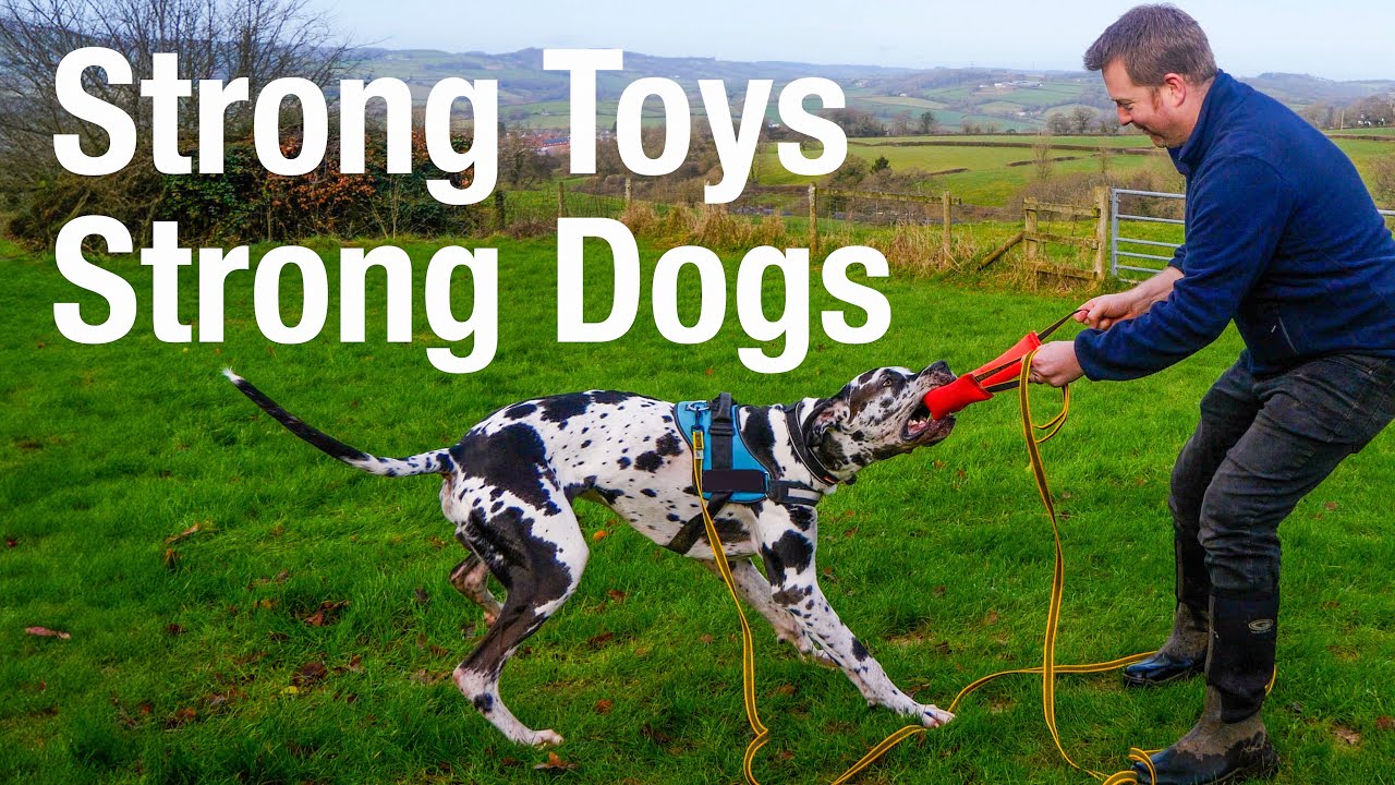 The Best Tug Toys for Strong Dogs