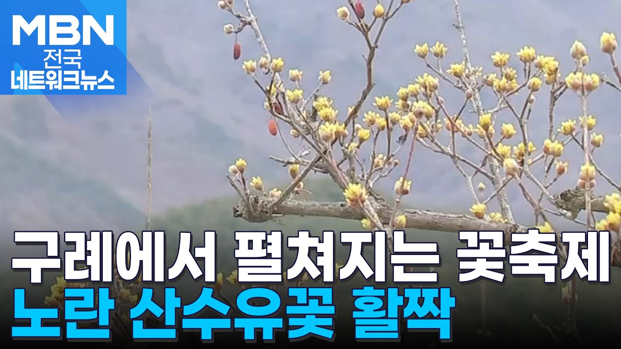 지리산에 찾아온 봄…구례 산수유축제 내일 개막 [전국네트워크]
