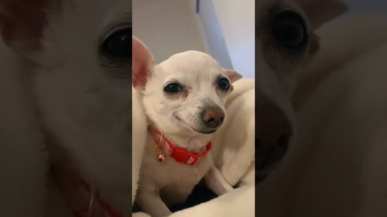 A dog winking... #cute