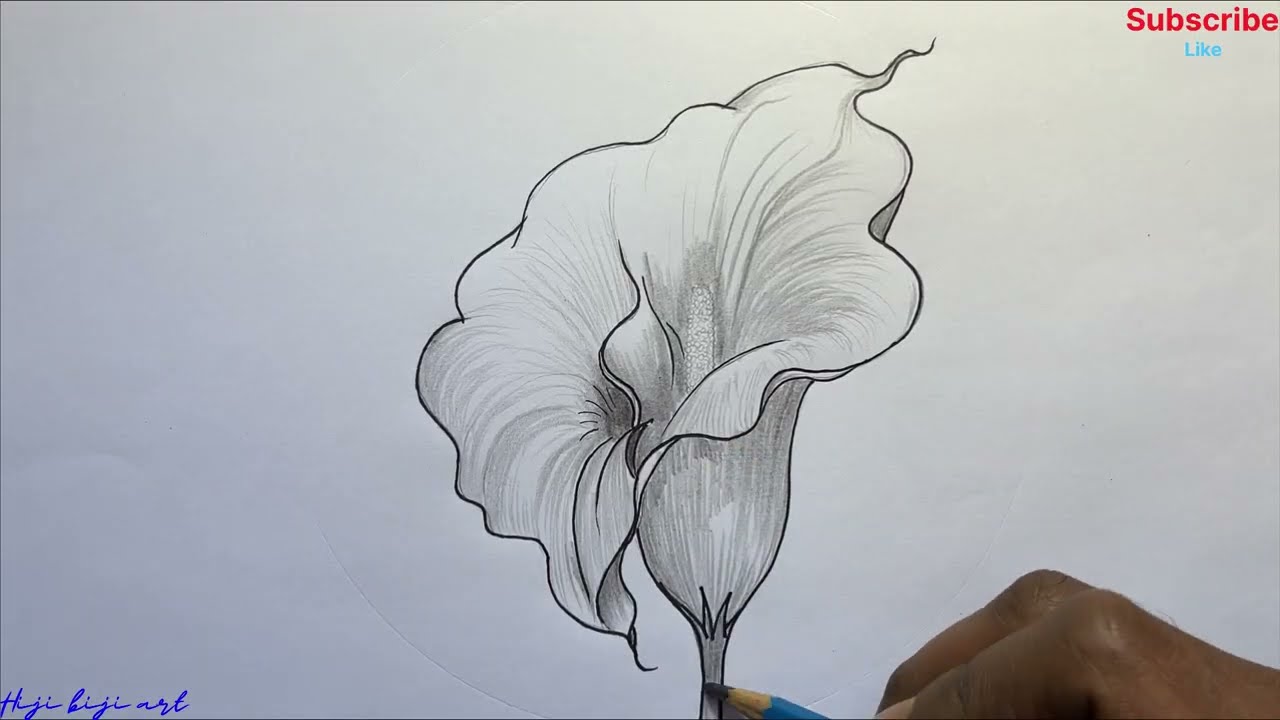 Calla lily flower drawing for beginners/ flower drawing with pencil sketch/ How to draw a flower 