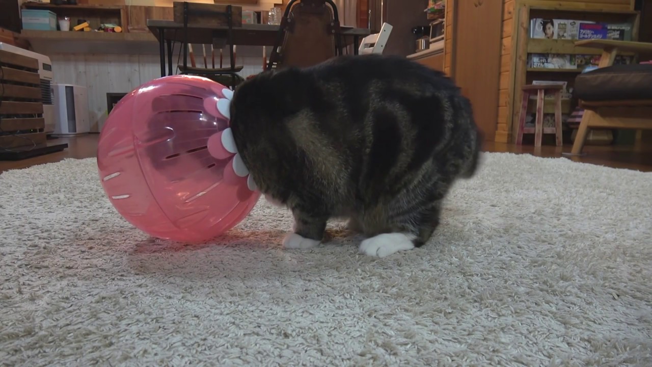 どうしても入りたいねこ２。-Maru wants to get into it by all means.-
