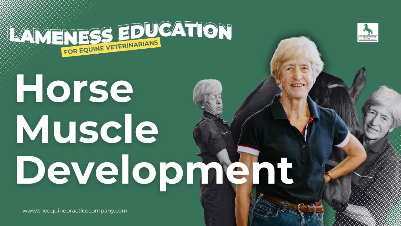 Horse Muscle Development: How Vets Track Progress and Prevent Setbacks