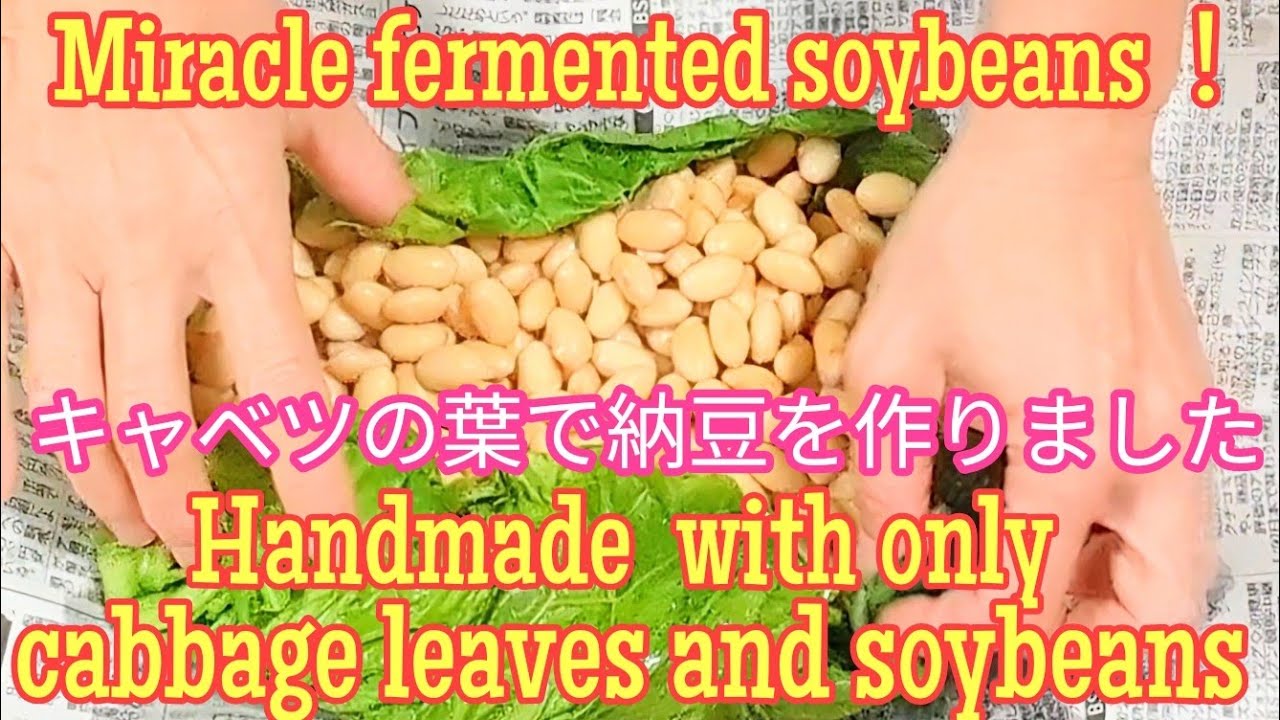 奇跡の納豆❗キャベツの葉と大豆だけで納豆を手づくりしました😄
