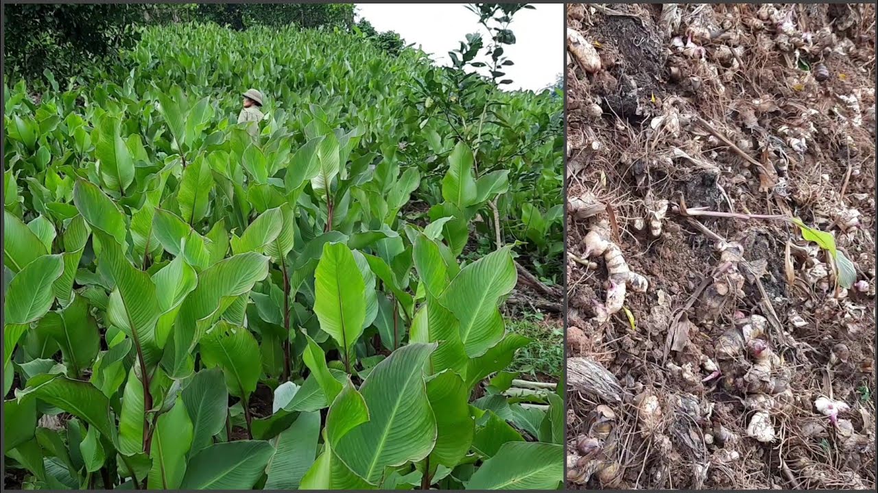 How to grow and harvest galangal tubers, build a farm life, build a garden
