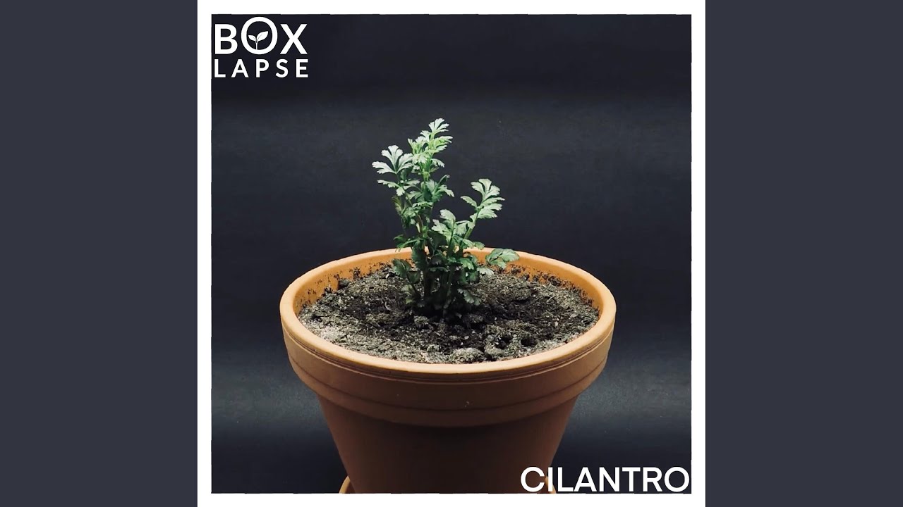 CILANTRO (Original Soundtrack)
