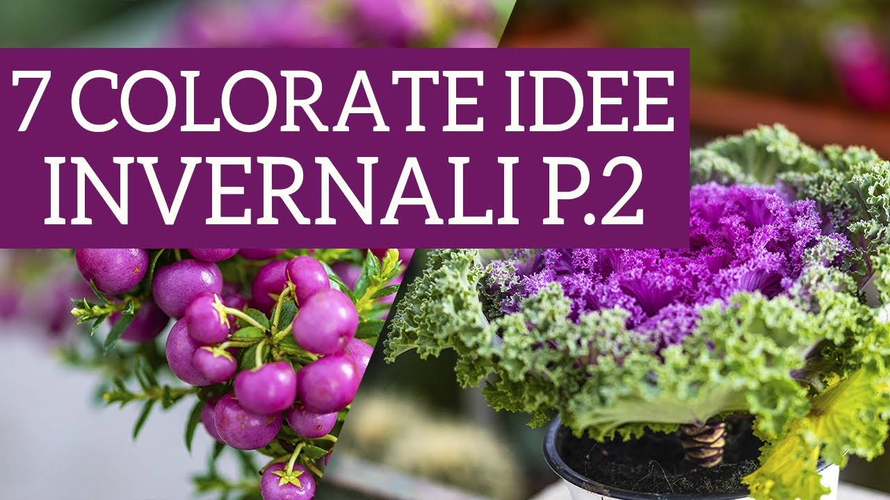 Idee per balcone e giardino durante i mesi freddi! - Parte 2