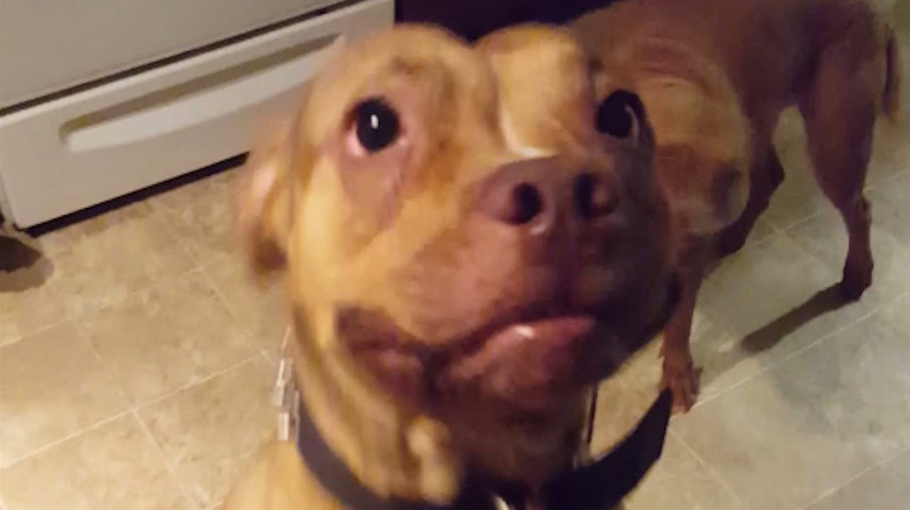 Guy Proves That His Dogs Understand English | What's Trending Now
