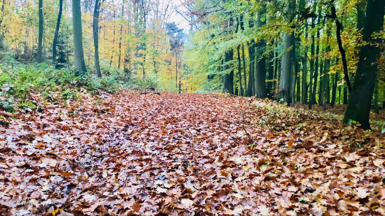 [4K] Forest Walk in Autumn 2020 Germany - D&uuml;sseldorf's Biggest Forest