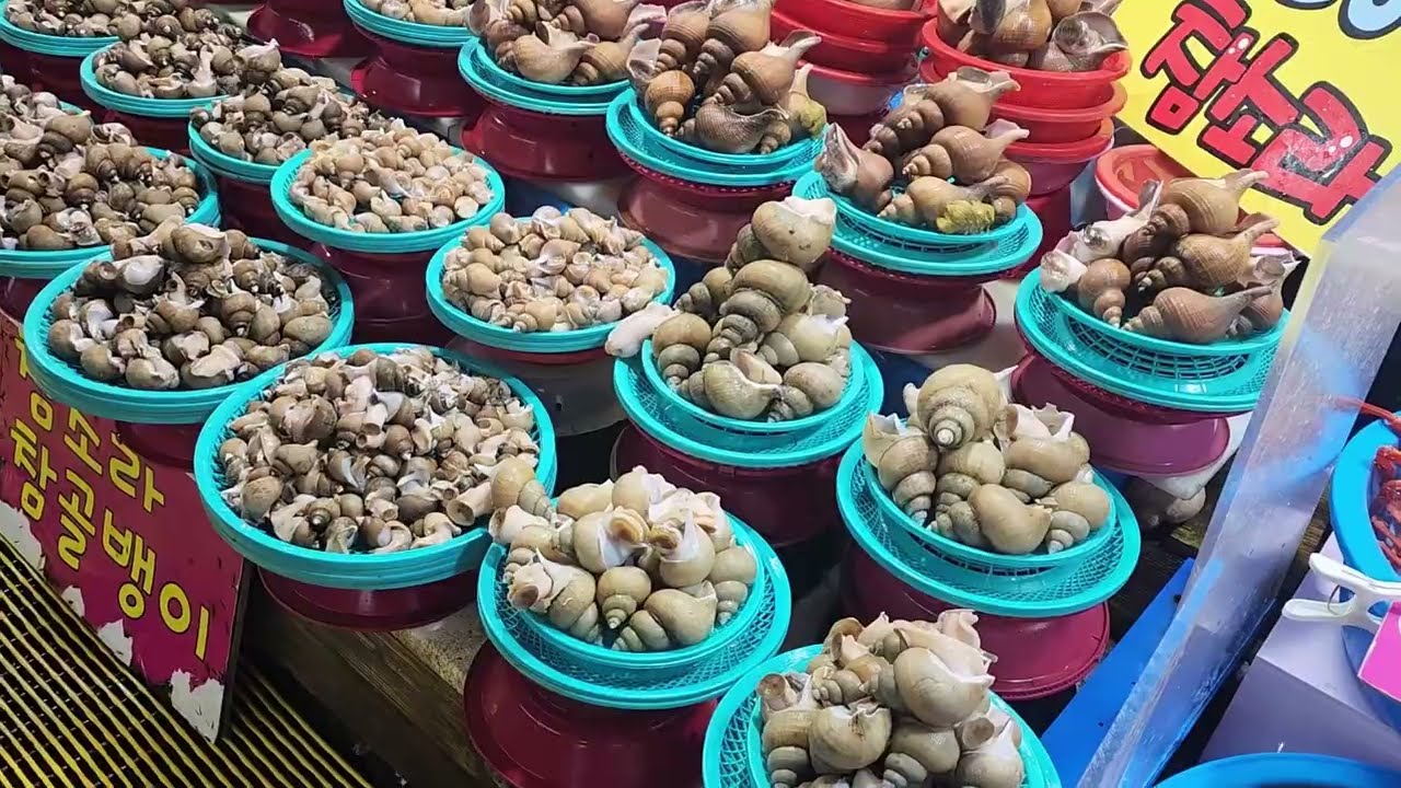 이 가격에 전부 자연산? 주문진 어민수산시장 실화 바다에서 바로 올라온 자연산의 세계🐠🦈 korean street food #강릉맛집 #주문진맛집 #강원도맛집 #koreanfood