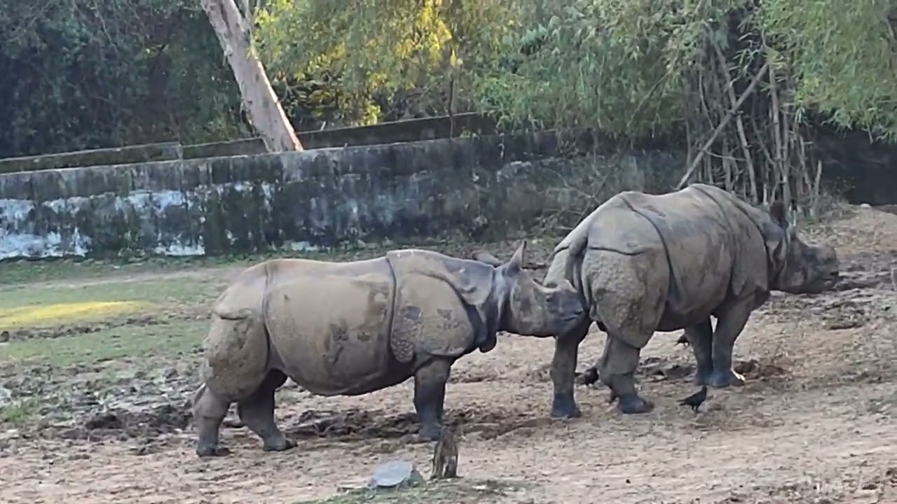 #rhino #rhinoplasty #rhinoceros #rhino #rhinolv #rhino #rhinoplastyspecialist #rhinolove #viralvideo