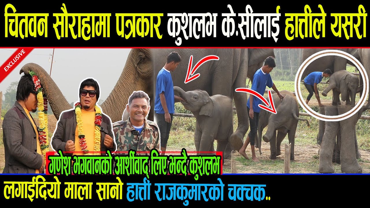 चितवन सौराहामा पत्रकार कुशलभ के.सीलाई हात्तीले यसरी लगाईदियो माला सानो हात्ती राजकुमारको चक्चक..