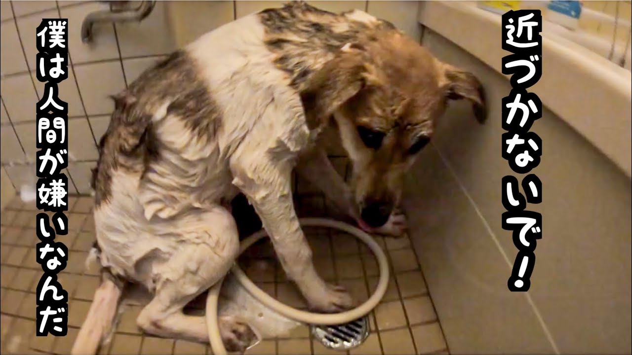 【元野犬】保護犬が心を開く、半年間の成長記録