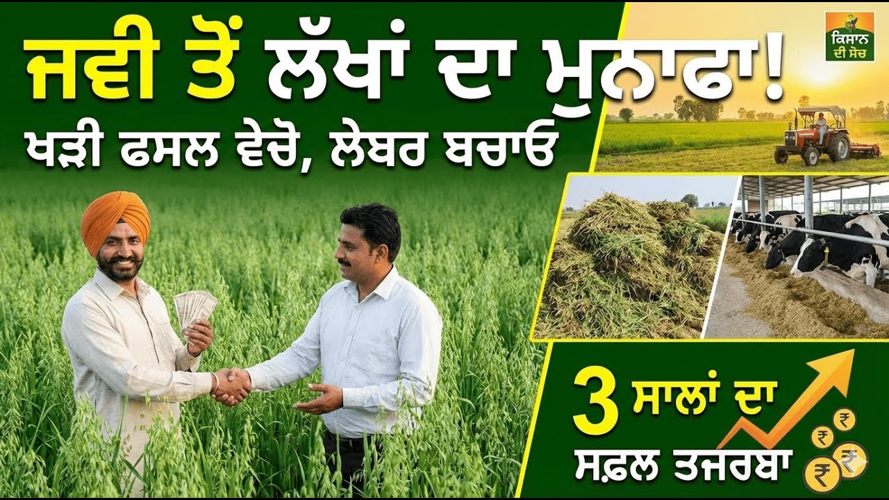 ਜਵੀ ਦੀ ਖੇਤੀ ਤੋਂ ਲੱਖਾਂ ਦਾ ਮੁਨਾਫਾ ਕਿਵੇਂ ਕਮਾਈਏ? ਪੱਲਿਓਂ ਪੈਸੇ ਦੇਣ ਦੀ ਲੋੜ ਨਹੀਂ! Javi Farming Profit 🌾🐄