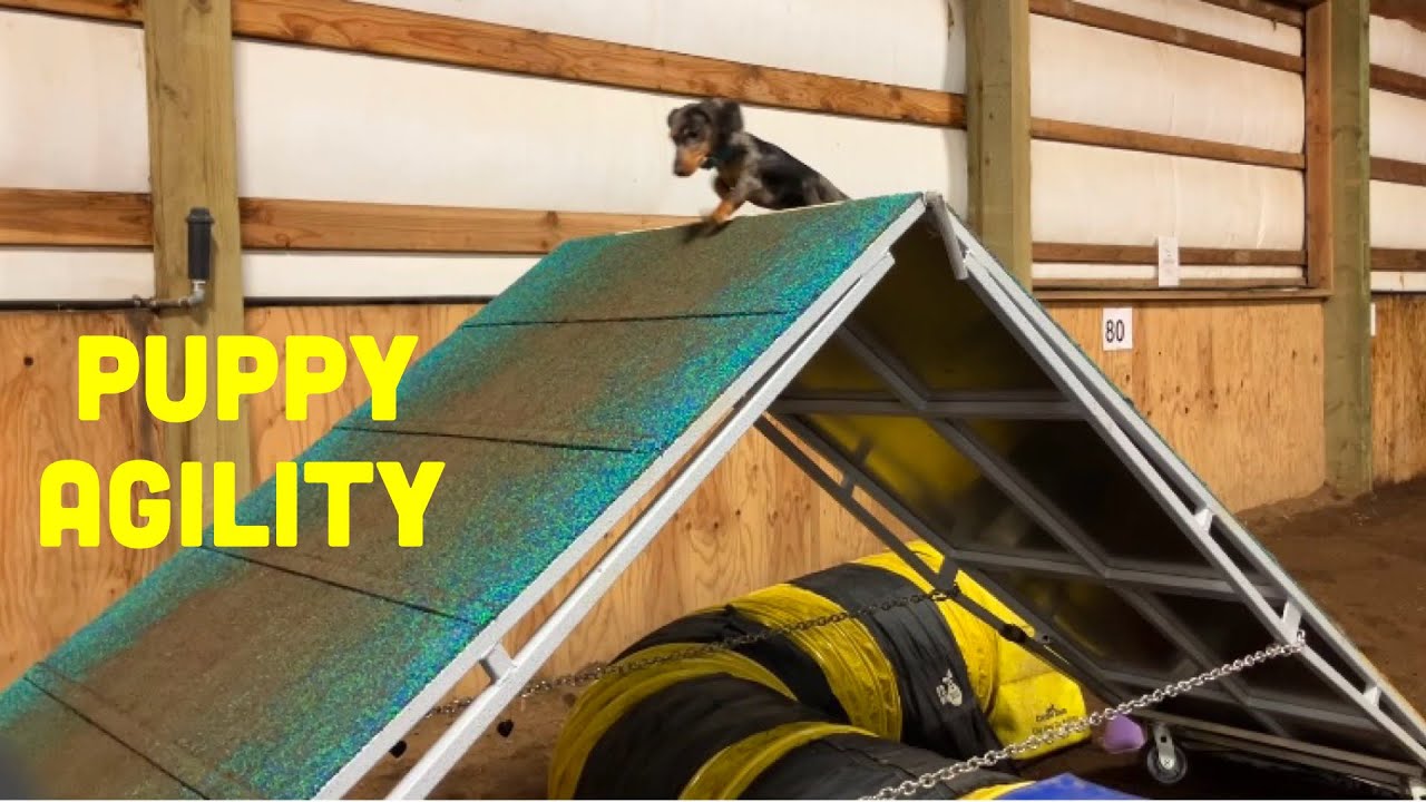 First Structured Agility Lesson for Puppy