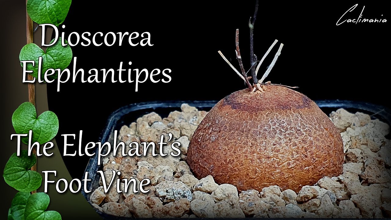 Диоскорея слоновая (Dioscorea Elephantipes) | Лиана «слоновая нога» | Пересадка и уход + покадров...