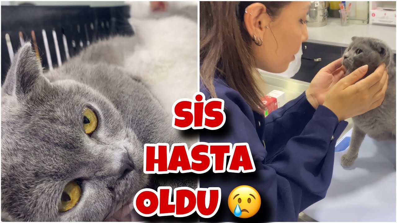 KEDİMİZ SİS HASTA OLDU ?! KEDİLERİMİZİ VETERİNERE GÖTÜRDÜK!!