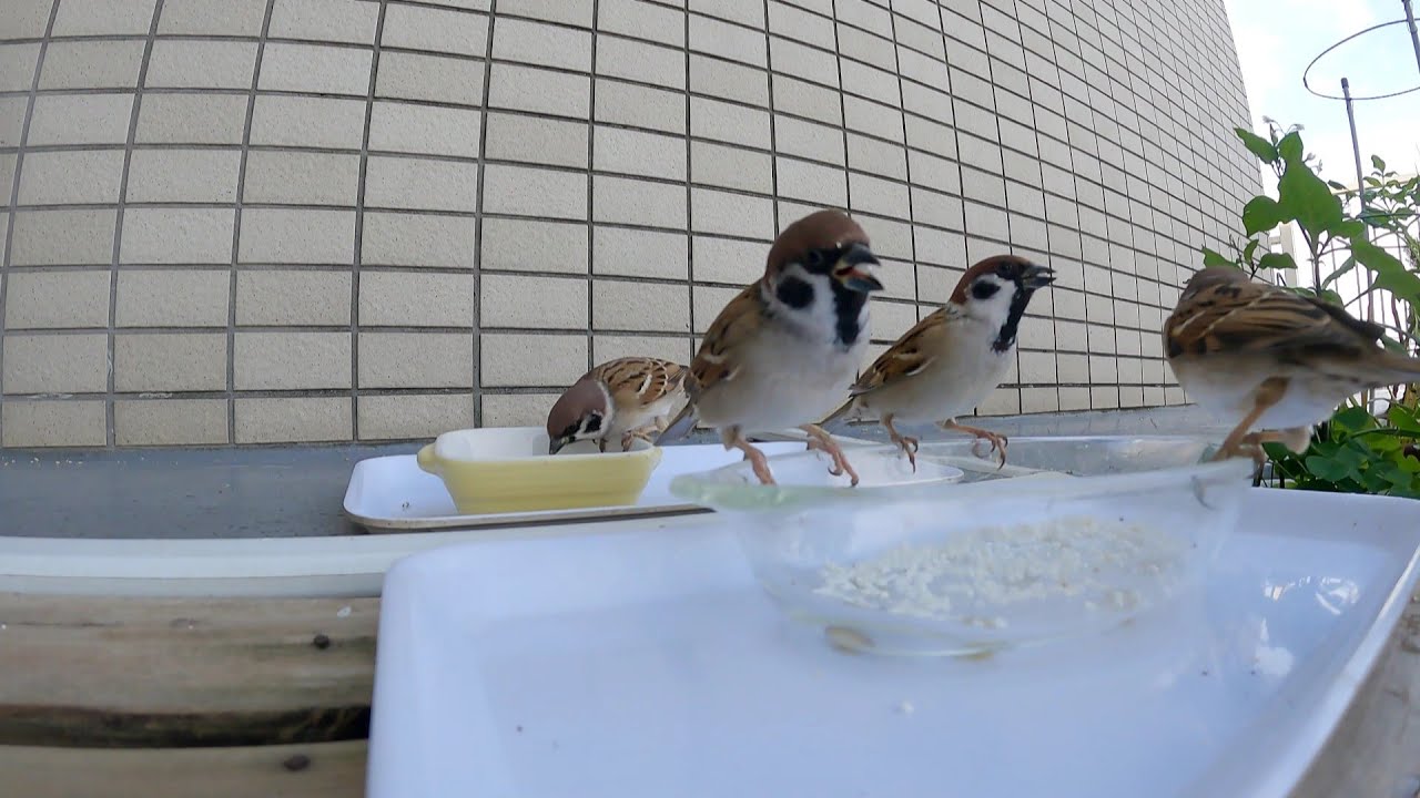 【スズメ】今日のご飯20251206【キジバト】