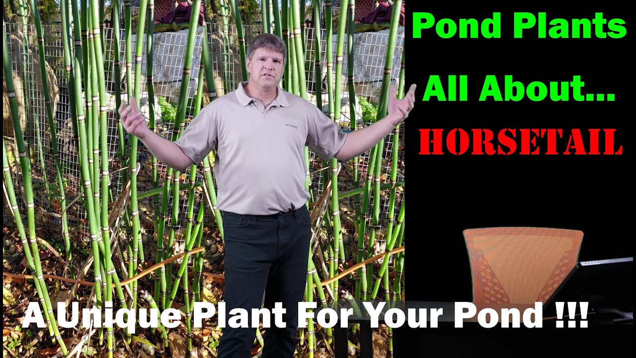 Pond Plants:  Horsetail